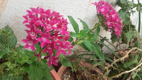 Close-up of pink flower