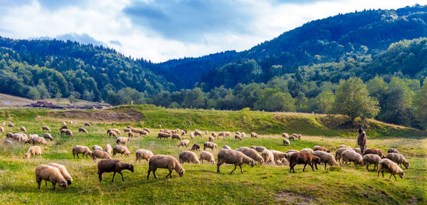 Horses in a field