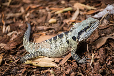 Close-up of lizard on ground