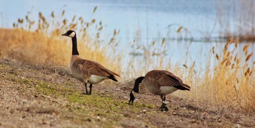 Canada geese at lakeshore