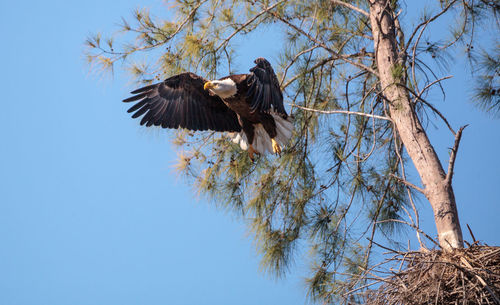 Low angle view of bald eagle flying by tree against clear blue sky