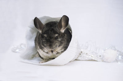 Close-up of a cat over white background