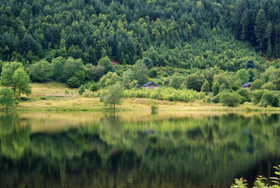 Scenic view of lake in forest