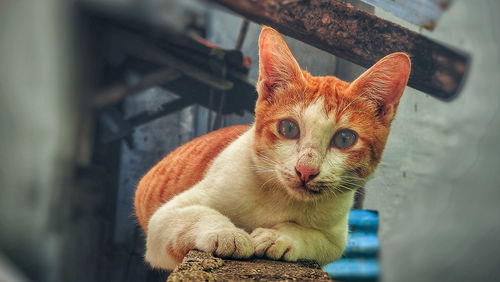 Close-up portrait of a cat