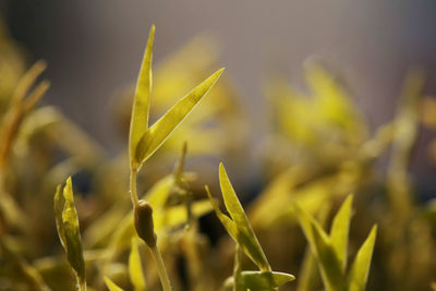 Close-up of crops growing on field