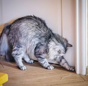 Close-up of a cat lying on floor at home