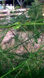 Close-up of plants growing on field