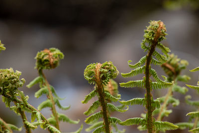 Close-up of plant growing on branch