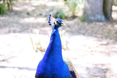 Close-up of peacock on field