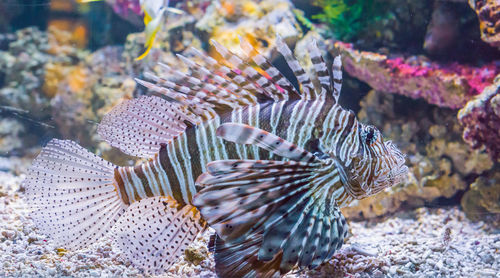 Fish swimming in sea