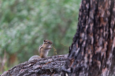 Close-up of squirrel on tree trunk