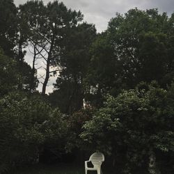 Plants and trees against sky