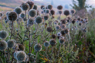 Milk thistle at summer foggy morning sunrise close up with selective focus