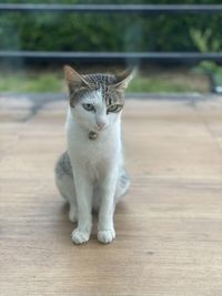 Portrait of cat on floor