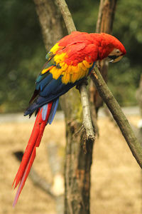 Scarlett macaw in a zoo 