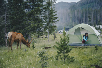 Girl coming out of a camping tent and finds elk at her campsite