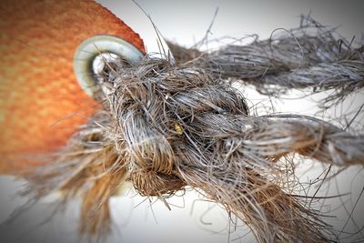 Close-up of a bird