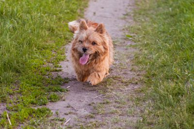 Dogs breed norwich terrier on the walk in the field