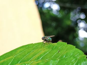 Close-up of fly on leaf