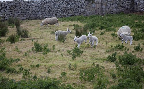 Sheep in a field