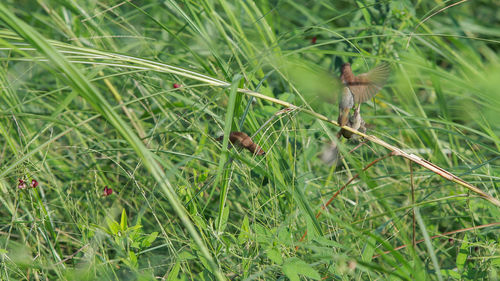 High angle view of lizard on grass