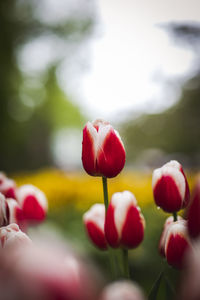 Close-up of red tulips