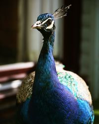 Close-up portrait of a peacock