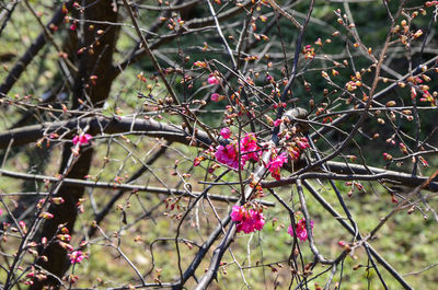 Close-up of pink flowers on tree