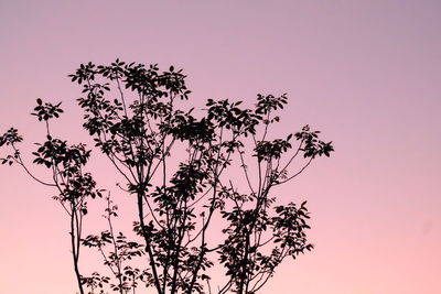 Low angle view of trees against clear sky