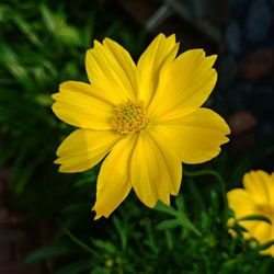 Close-up of yellow flower