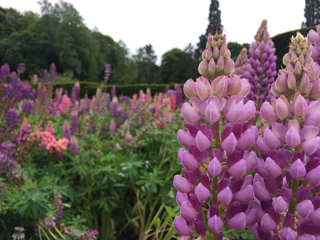 CLOSE-UP OF PINK FLOWERS BLOOMING IN GARDEN