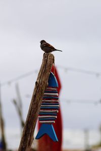 Low angle view of bird perching on wooden post