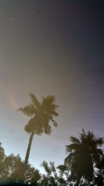 Low angle view of silhouette trees against sky at night