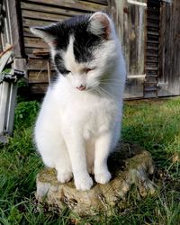 Close-up of cat sitting on grass