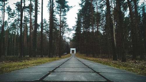 Empty road amidst trees in forest