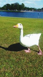 Close-up of swan on field by lake against sky