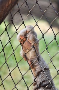 Close-up of monkey on chainlink fence