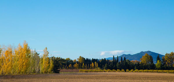 Panoramic shot of trees against clear blue sky