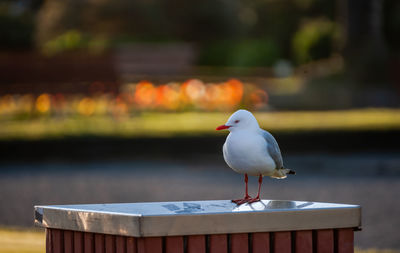 Close-up of seagull perching on the trash bin