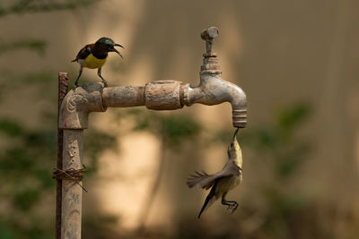 Hummingbirds by old faucet