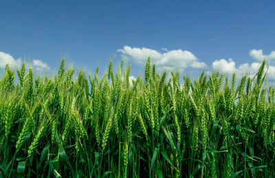 Scenic view of wheat field against sky