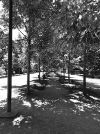 Trees in park