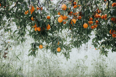 Orange fruits on tree