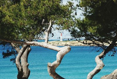 View of trees in water