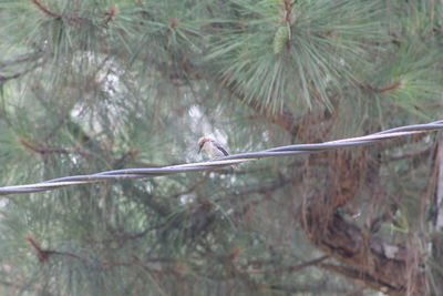 Bird perching on a tree