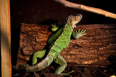 Close-up of lizard on tree