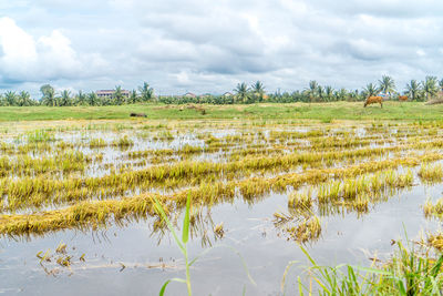 Scenic view of field against sky