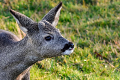 Close-up of rabbit on field