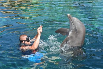 High angle view of man playing with dolphin in swimming pool