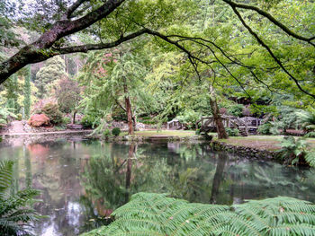 Reflection of trees in lake